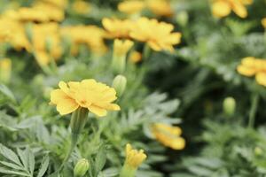 Field of Colorful Bouquet of Beautiful Cosmos Flower in Garden for Agriculture Concept Design with Selective Focus photo