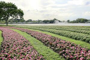 Scenic View of a Beautiful Flower Style Landscape Garden with a Green Mowed Lawn and Colourful Flower Bed with Selective Focus photo