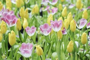 campo de vistoso hermosa ramo de flores de tulipán flor en jardín para tarjeta postal decoración y agricultura concepto diseño con selectivo atención foto