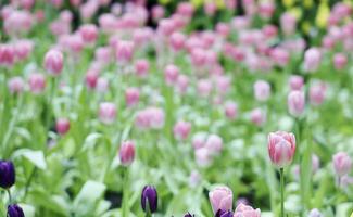 Field of Colorful Beautiful Bouquet  of Tulip Flower in Garden for Postcard Decoration and Agriculture Concept Design with Selective Focus photo