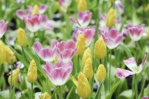 campo de vistoso hermosa ramo de flores de tulipán flor en jardín para tarjeta postal decoración y agricultura concepto diseño con selectivo atención foto