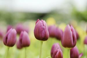 campo de vistoso hermosa ramo de flores de tulipán flor en jardín para tarjeta postal decoración y agricultura concepto diseño con selectivo atención foto