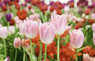 campo de vistoso hermosa ramo de flores de tulipán flor en jardín para tarjeta postal decoración y agricultura concepto diseño con selectivo atención foto