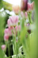 campo de vistoso hermosa ramo de flores de tulipán flor en jardín para tarjeta postal decoración y agricultura concepto diseño con selectivo atención foto