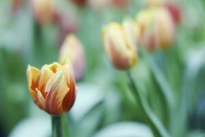 Field of Colorful Beautiful Bouquet  of Tulip Flower in Garden for Postcard Decoration and Agriculture Concept Design with Selective Focus photo