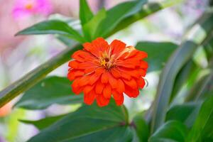 a bright orange flower is in the middle of a green plant photo