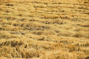 Piles of rice straw in the rice field photo