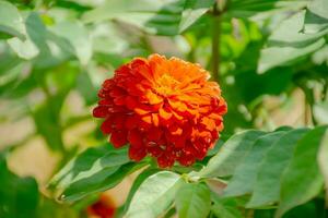 a bright orange flower is growing in the middle of a green plant photo