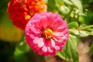 a close up of a bright pink flower photo