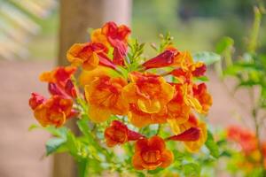 orange and yellow flowers are growing in a garden photo