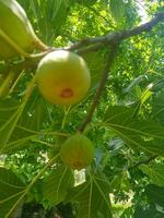 Juicy Fig Hanging from a Tree photo