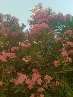Oleander Flowers as a Symbol of Hope in a Vase photo