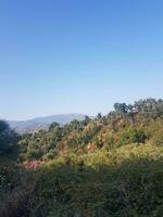 roble naturaleza en un hermosa paisaje foto