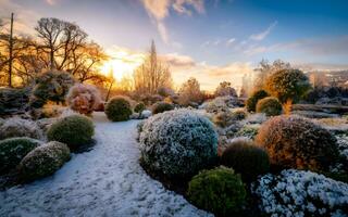 ai generado encantador invierno elegancia, un besado por la escarcha Mañana en el jardín foto