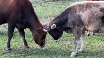nieuwsgierig bruin koe met kudde begrazing video