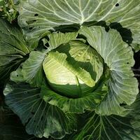 One head of large green cabbage in the garden. photo