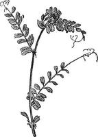 Common Vetch or Vicia sativa, vintage engraving vector