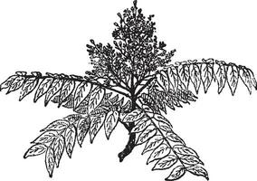 Tree of Heaven or Ailanthus altissima, vintage engraving vector