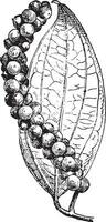 Black pepper or Piper nigrum, vintage engraving. vector