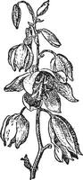 Yucca baccata or Datil yucca, vintage engraving. vector