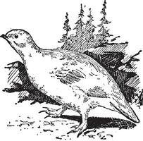 Ptarmigan bird, vintage engraving. vector