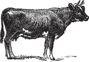 Flemish cattle breed, vintage engraving. vector