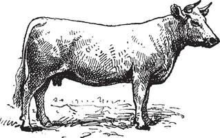 Charolais cattle, vintage engraving. vector