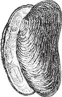 River Mussel or Unio sp., vintage engraving vector