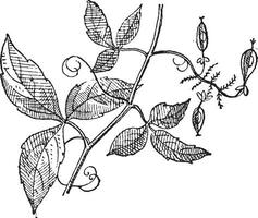 Urvillea or Urvillea sp., vintage engraving vector