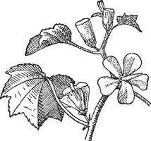 urvillea o urvillea sp., Clásico grabado vector