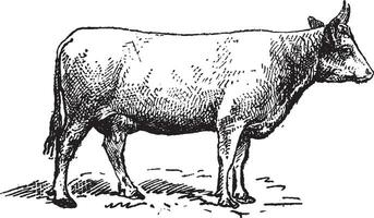 Norman cattle breed, vintage engraving. vector