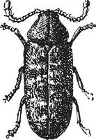 Beetle, Anobium tessellatum, vintage engraving.f vector