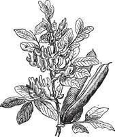 Fava Bean or Vicia faba, vintage engraving vector