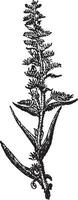 Echium vulgare or Viper's Bugloss, vintage engraving. vector