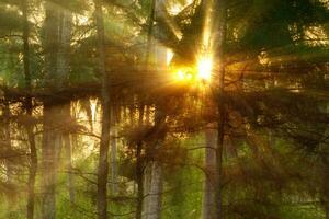 Beautiful Sunny Morning in the Forest with Sunbeams shining through the branches photo