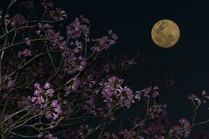 noche cielo y un lleno Luna. foto
