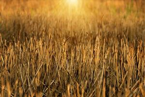 The burning of rice straw photo