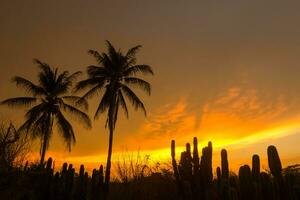 Black silhouette of a tree with an orange cloud. photo