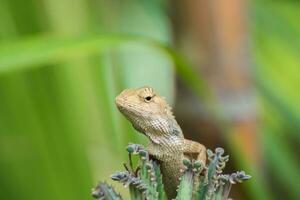 Close up of lizard on tree. photo