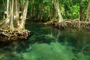 increíble naturaleza, verde agua en el bosque. krabi, tailandia foto