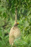 Baya Weaver -Ploceus philippinus. photo