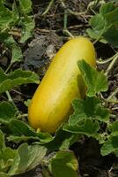 Close-up of a Cantaloupe melon Cucumis melo ripening on plant vines photo