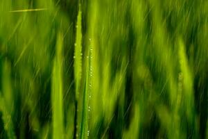 Rice plant in rice field with rainfall. Un-focus image. photo