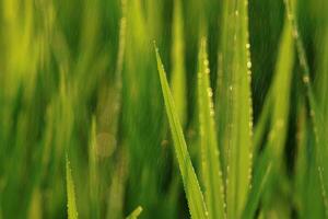 Rice plant in rice field with rainfall. Un-focus image. photo