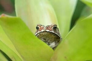 Close up of Yellow Toad in the green plant. photo