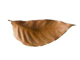 Mahogany leaf on white background photo