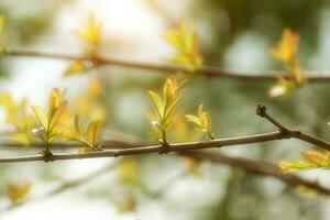 Tree branch in the spring season. photo