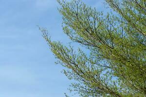 tree branch in the spring season. photo