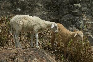 Doméstico oveja, ovis Aries, Cordero en campo. foto