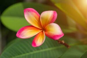 frangipani flower on the tree. photo